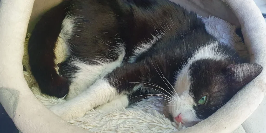 Du vermisst Deine Katze?